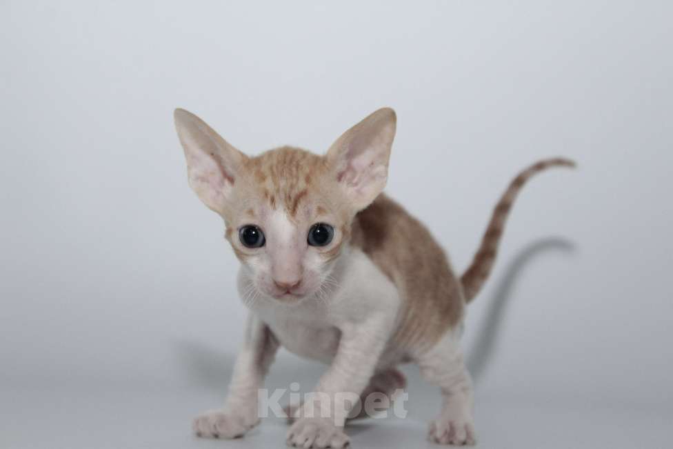 Кошки в Москве: малыши к резервированию. питомник Корнелита Мальчик, 65 000 руб. - фото 3