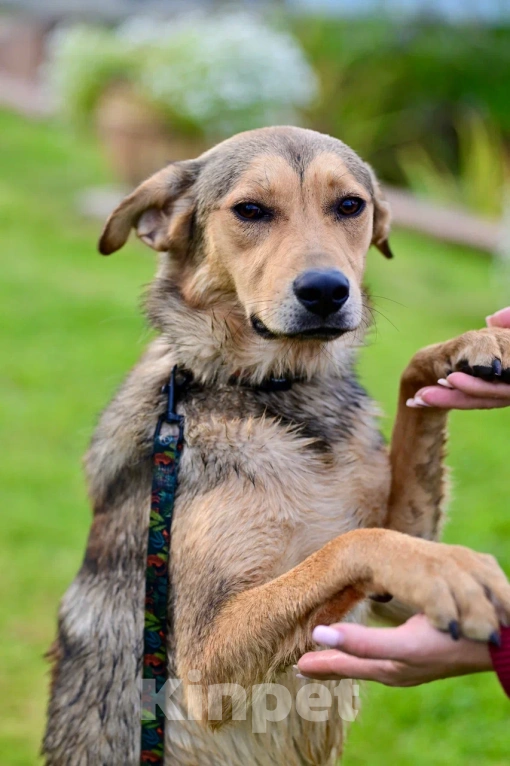 Собаки в Красногорске: Очаровательный щенок Тимьян 1 очень нуждается в семье и родителях Мальчик, Бесплатно - фото 4