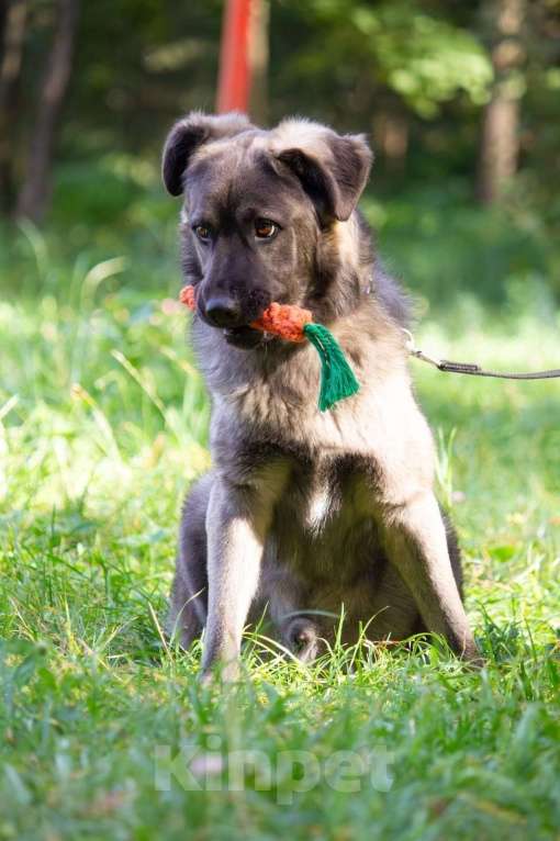 Собаки в Москве: Дисин Мальчик, Бесплатно - фото 1