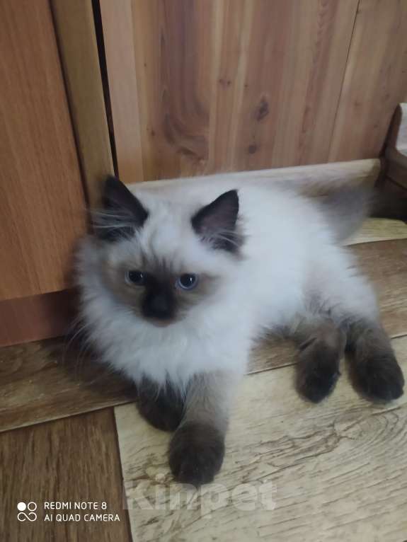 Кошки в Барнауле: Продажа котят породы Регдолл Мальчик, 40 000 руб. - фото 5