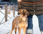 Собаки в Санкт-Петербурге: Редкой внешности собачка ищет дом Девочка, Бесплатно - фото 9