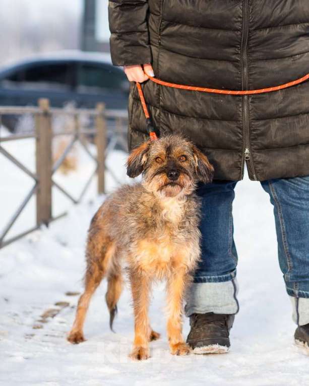 Собаки в Санкт-Петербурге: Редкой внешности собачка ищет дом Девочка, Бесплатно - фото 9