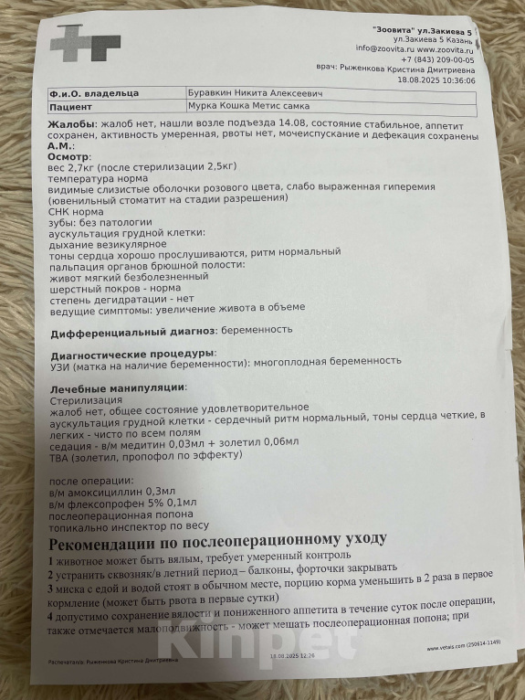 Кошки в Казани: Спокойная девочка-котёнок 6-11 месяцев ищет хозяев г. Казань 🐈 Девочка, Бесплатно - фото 3