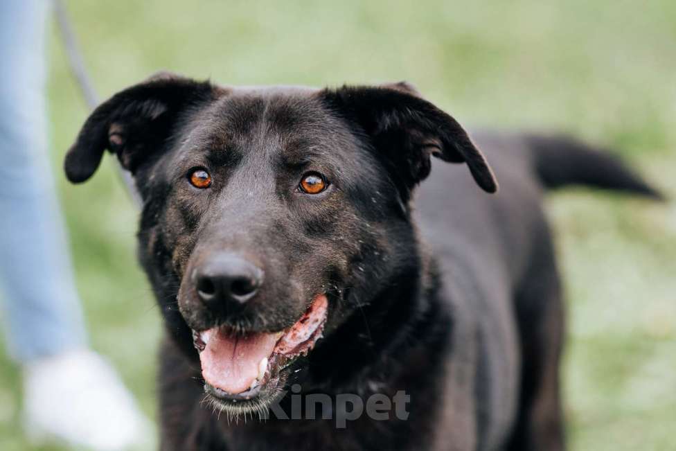 Собаки в Москве: Вокер Мальчик, Бесплатно - фото 3