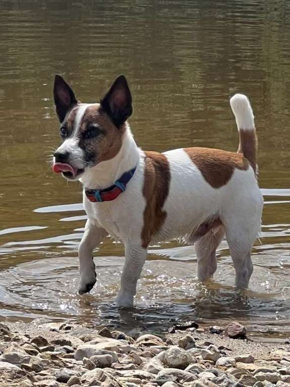 Собаки в Химках: Пропала собака !!! Помогите найти ! Мальчик, 5 000 руб. - фото 2