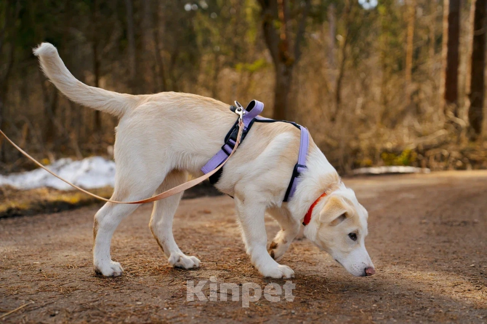 Собаки в Красногорске: Щенок Афина 4 месяца ищет дом Девочка, Бесплатно - фото 4