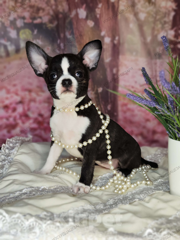 Собаки в Москве: Чихуахуа Кобби девочка Девочка, 25 000 руб. - фото 1