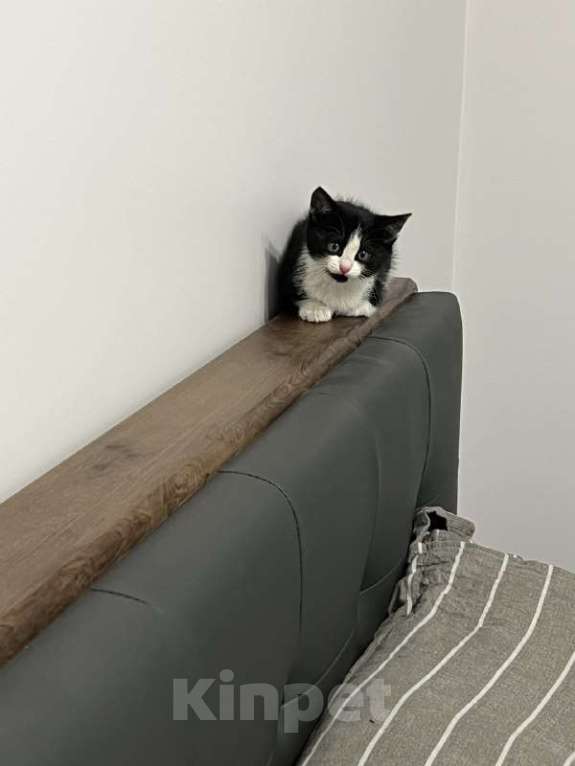 Кошки в Москве: Ищет дом маленький котенок Мальчик, Бесплатно - фото 4