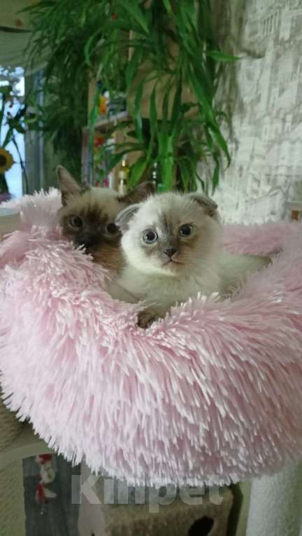 Кошки в Мурманске: манчкин Тема Мальчик, Бесплатно - фото 2