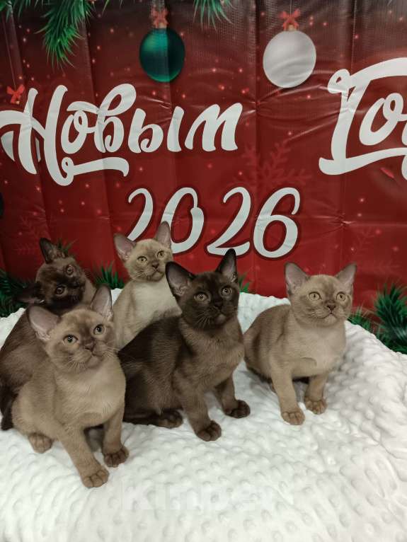 Кошки в Лыткарино: Девочка бурма европ.с документами Девочка, 50 000 руб. - фото 6