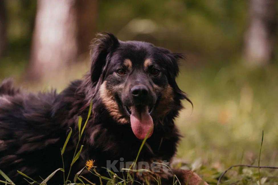 Собаки в Москве: Лури ищет дом Девочка, Бесплатно - фото 5