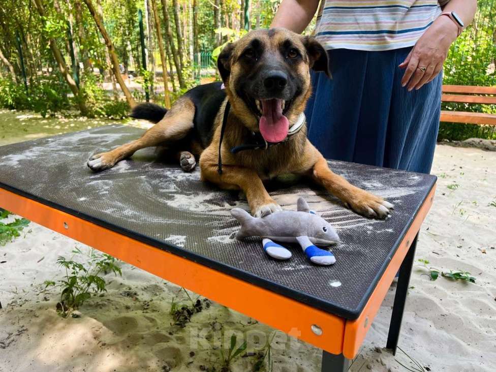 Собаки в Санкт-Петербурге: Свой в доску, друг котов, и просто душевный пёс ищет дом Мальчик, Бесплатно - фото 7