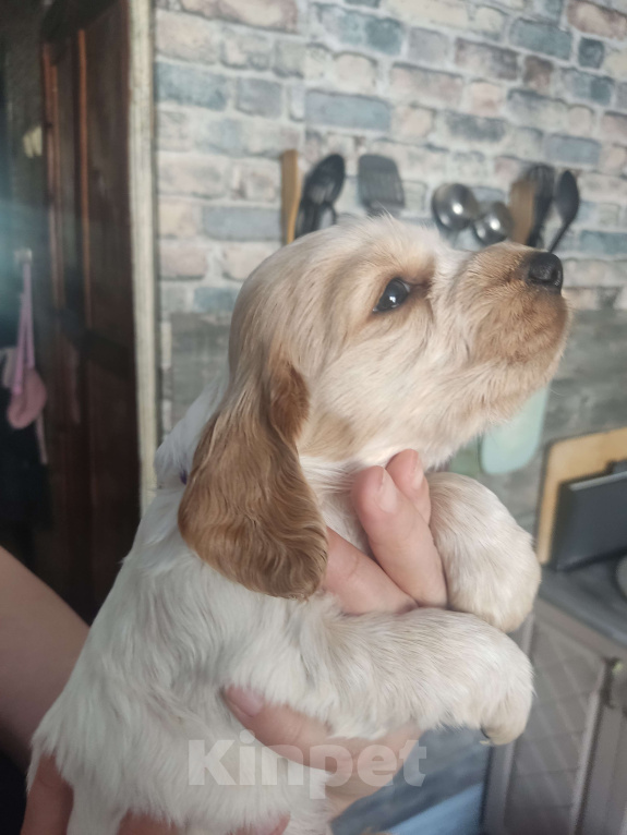 Собаки в Копейске: Щенок спаниель (девочка) Девочка, 10 000 руб. - фото 2