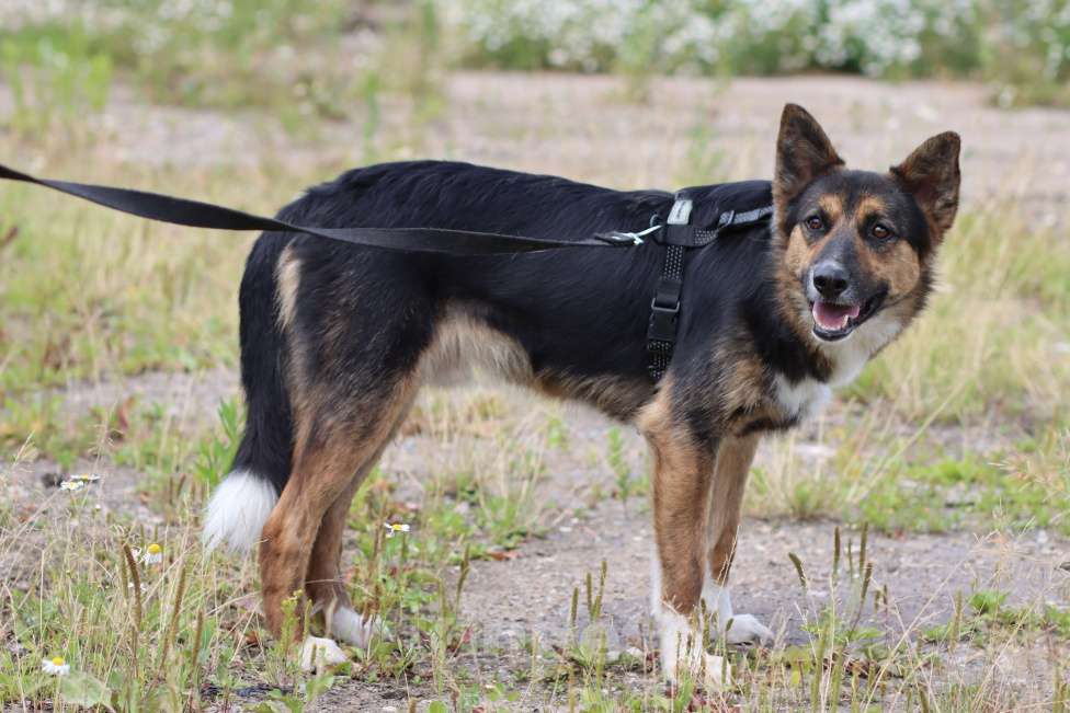 Собаки в Москве: Скромный пёсик ищет дом Мальчик, Бесплатно - фото 5