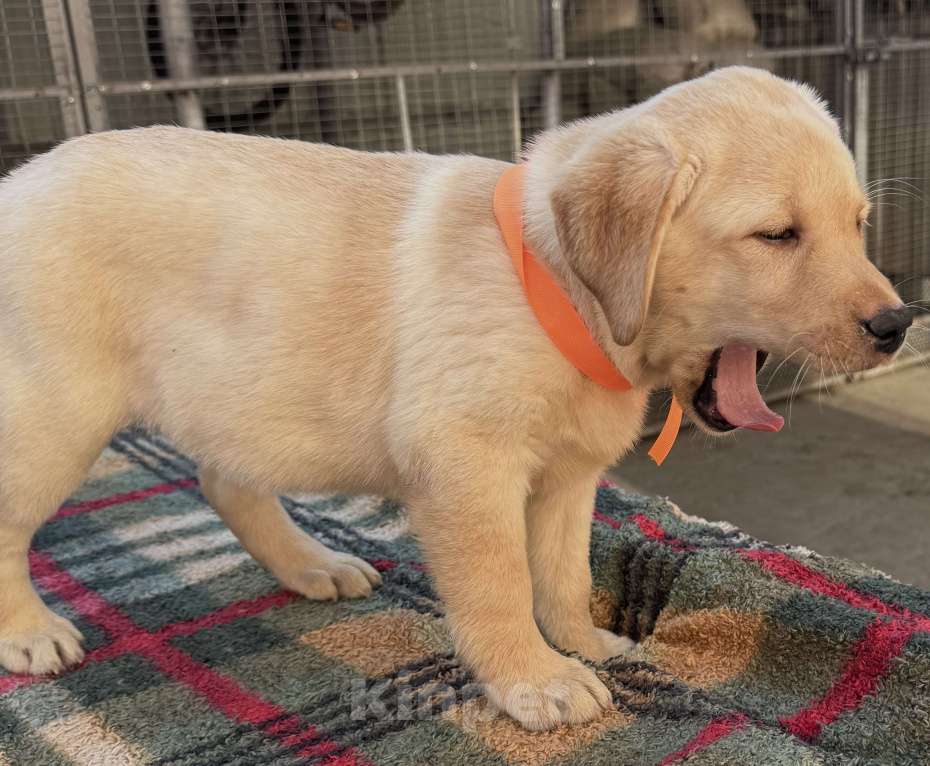 Собаки в Краснодаре: Щенок лабрадора палевый Девочка, 35 000 руб. - фото 3