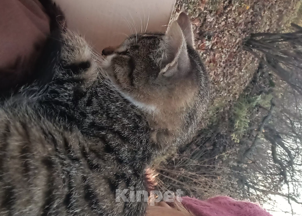 Кошки в Спасске-Рязанском:   Кисюля Мальчик, Бесплатно - фото 2