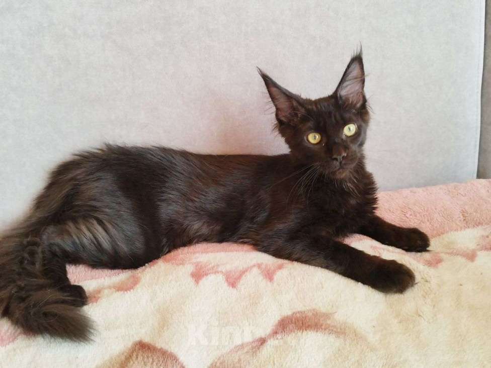 Кошки в Чите: Продается котенок мейнкун Девочка, 30 000 руб. - фото 5