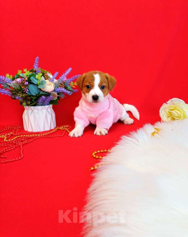 Собаки в Чите: Щенки Джек Рассел терьер девочки и мальчики Девочка, 35 000 руб. - фото 2