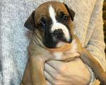 Собаки в Москве: Щенок американского стаффордширского терьера!  Мальчик, 75 000 руб. - фото 3