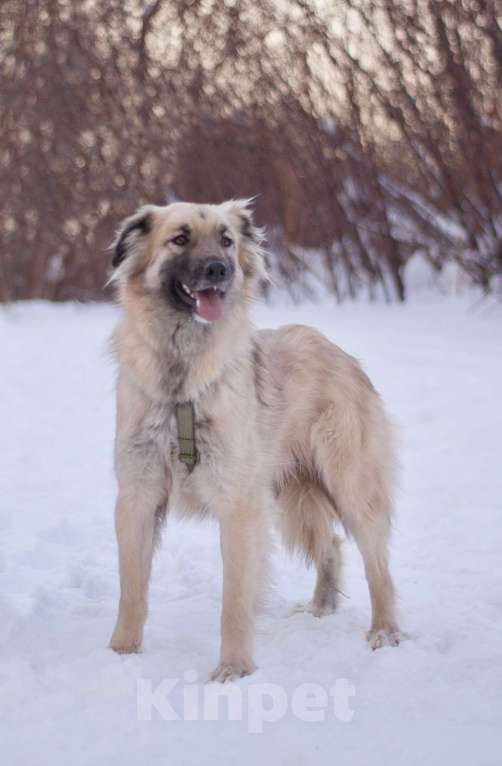 Собаки в Москве: Трогательный и нежный Оллин в добрые руки Мальчик, Бесплатно - фото 5