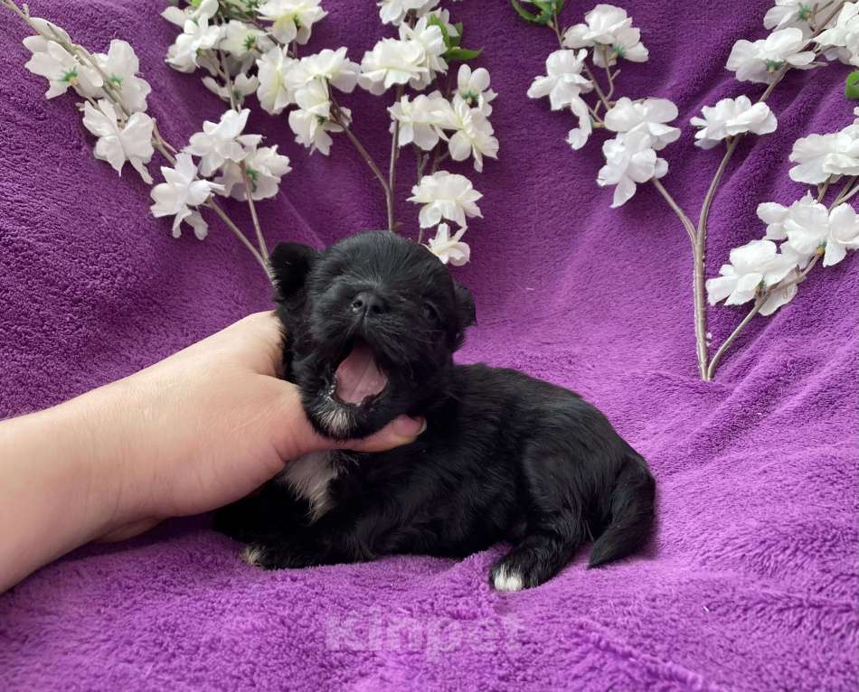 Собаки в Москве: Чёрный йорк девочка Девочка, 100 000 руб. - фото 3