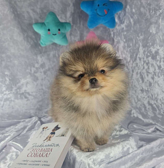 Померанский шпиц