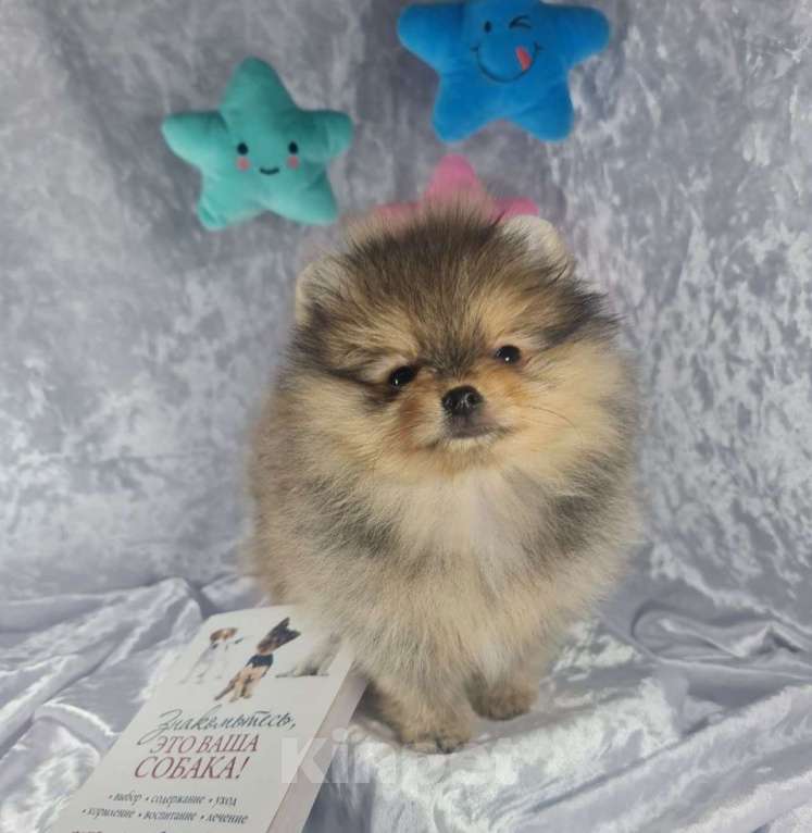 Собаки в Москве: Померанский шпиц Мальчик, Бесплатно - фото 1