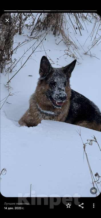 Собаки в Рязани: Срочно!Спасти овчарку! Только в любящие руки Девочка, Бесплатно - фото 4
