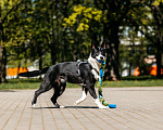 Собаки в Москве: Харизматичная Джипси ищет дом Девочка, Бесплатно - фото 3