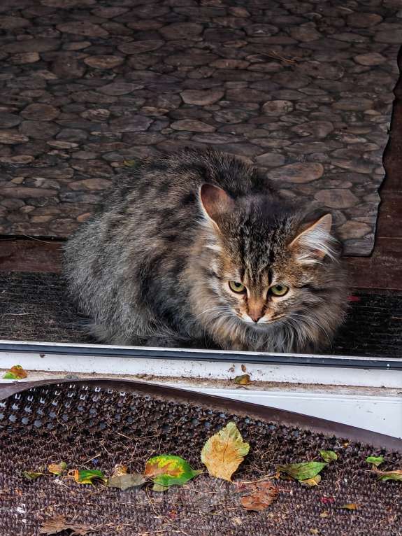 Кошки в Москве: Бросили котят Девочка, Бесплатно - фото 2