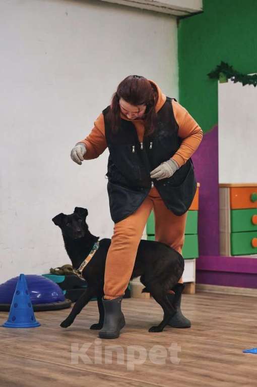 Собаки в Москве: Чернушка: та, кто научит ценить доверие. Девочка, Бесплатно - фото 6