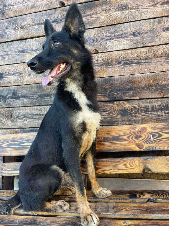 Собаки в Владимире: Ерофей в добрые руки Мальчик, Бесплатно - фото 6