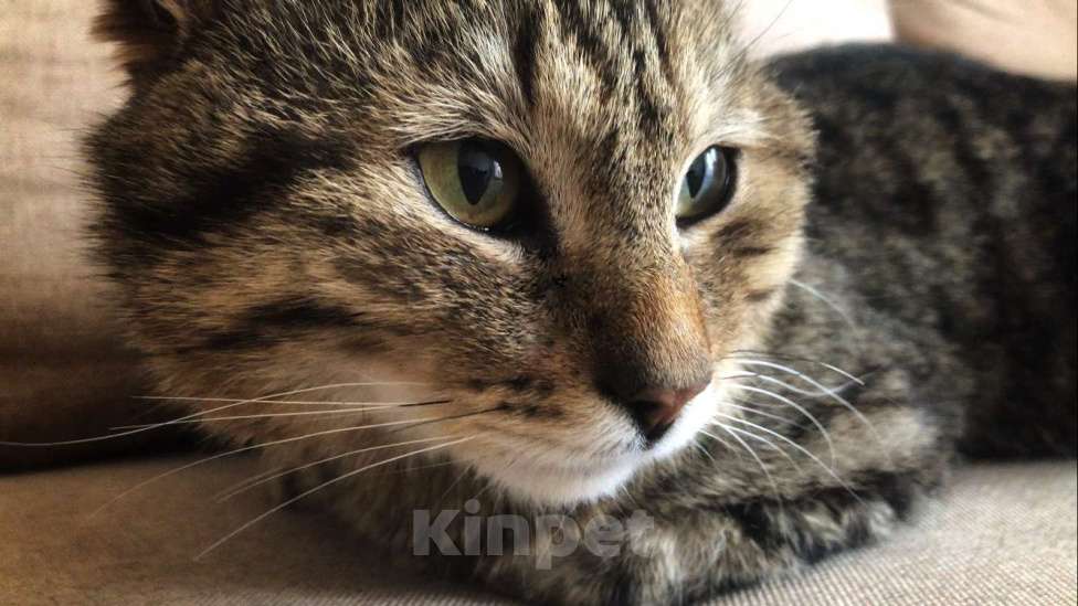 Кошки в Екатеринбурге: Супер-кот в добрые руки  Мальчик, Бесплатно - фото 1