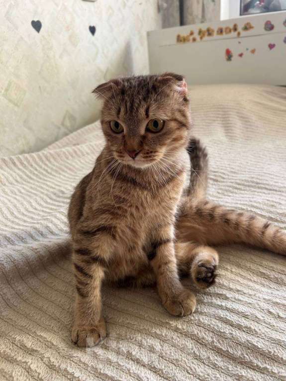 Кошки в Санкт-Петербурге: Ласковее и добрее кошечек не бывает Девочка, 100 руб. - фото 1