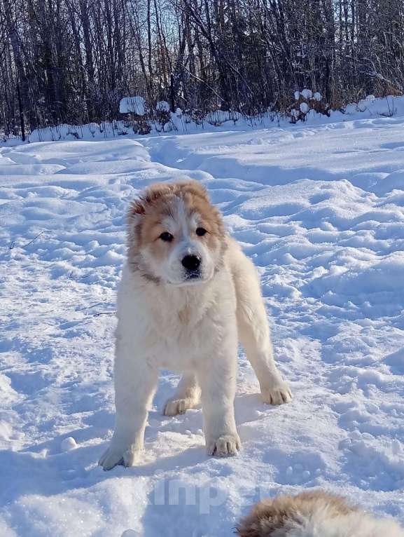 Собаки в Печоре: Девочка САО Девочка, 40 000 руб. - фото 4