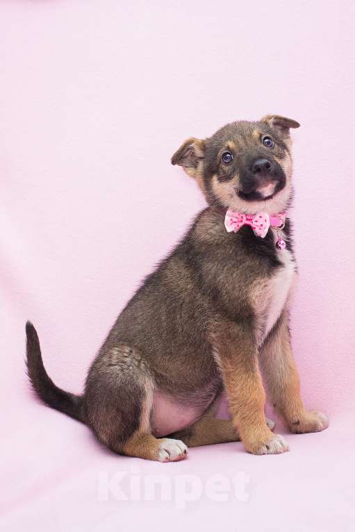 Собаки в Москве: Неужели никому не нужна такая красота? Девочка, Бесплатно - фото 3