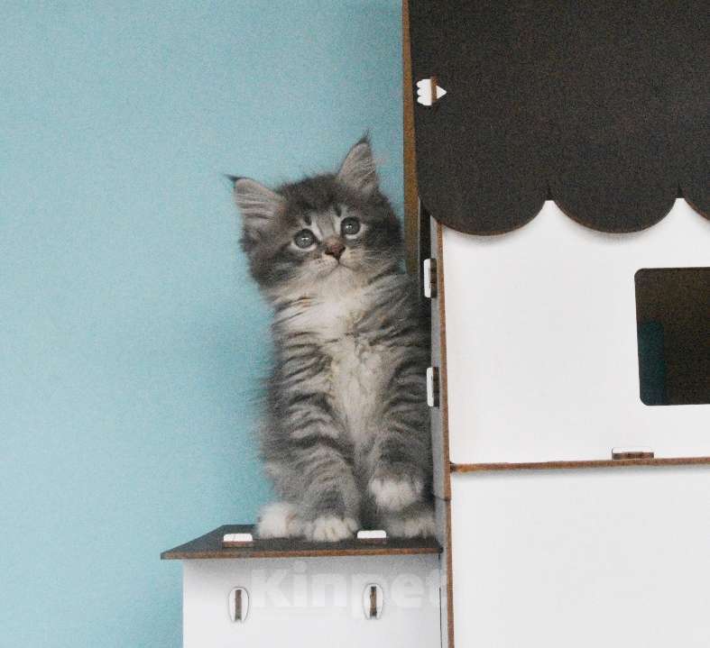 Кошки в Москве: Сибирские котята Девочка, Бесплатно - фото 4