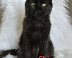 Кошки в Санкт-Петербурге: Черный магический мейн-кун Мальчик, 120 000 руб. - фото 2