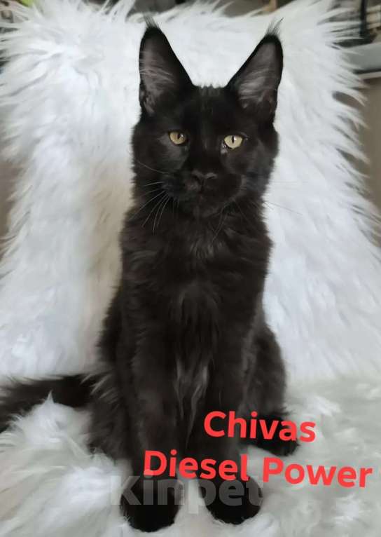 Кошки в Санкт-Петербурге: Черный магический мейн-кун Мальчик, 120 000 руб. - фото 2