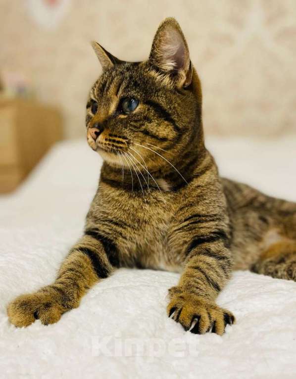 Кошки в других городах Московской области: Кошка в добрые руки Девочка, Бесплатно - фото 3