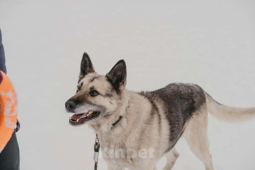 Собаки в Москве: Грэм Мальчик, Бесплатно - фото 7