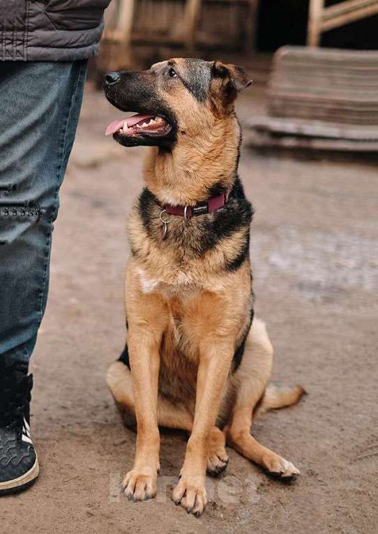 Собаки в Санкт-Петербурге: Кай, молодой домашний пес ищет дом Мальчик, Бесплатно - фото 1