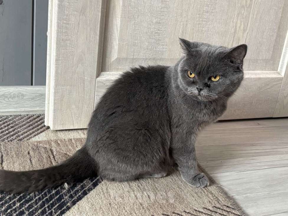 Кошки в Москве: Британская кошка Мэгги в добрые руки Девочка, Бесплатно - фото 6