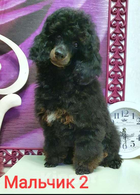Собаки в Москве: Ребята-пуделята  Мальчик, 70 000 руб. - фото 4