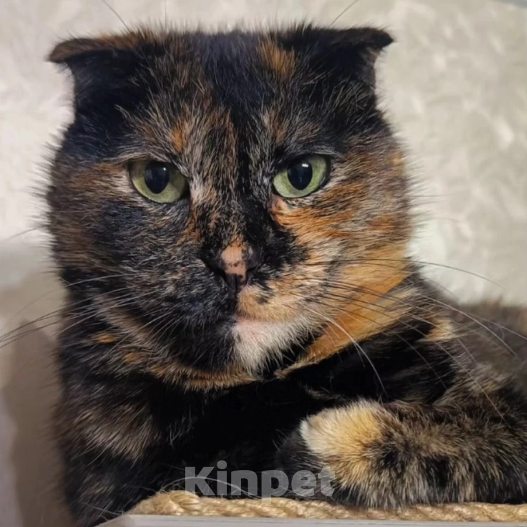 Кошки в Москве: Брошенная Чапа в добрые руки  Девочка, Бесплатно - фото 4