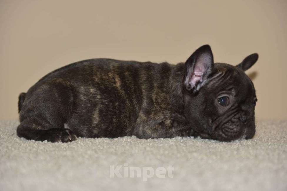 Собаки в Москве: Мальчик тигровый Мальчик, 30 000 руб. - фото 1