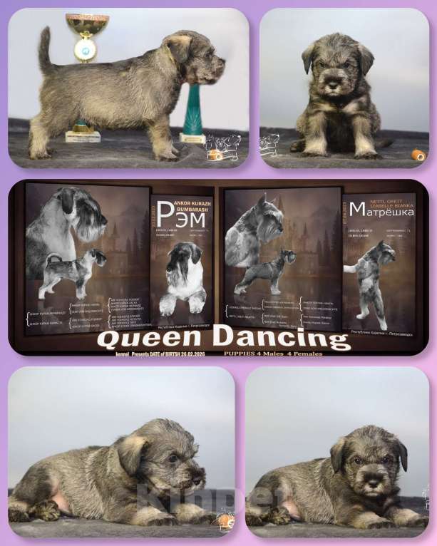 Собаки в Петрозаводске: Щенки миттельшнауцера Мальчик, 40 000 руб. - фото 4