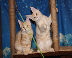 Кошки в Саратове: Кошечки мейн-кун Девочка, 12 000 руб. - фото 6