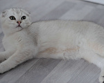 Кошки в Бахчисарае: Продается котик в очень необычной красивой шубке Мальчик, 15 000 руб. - фото 3
