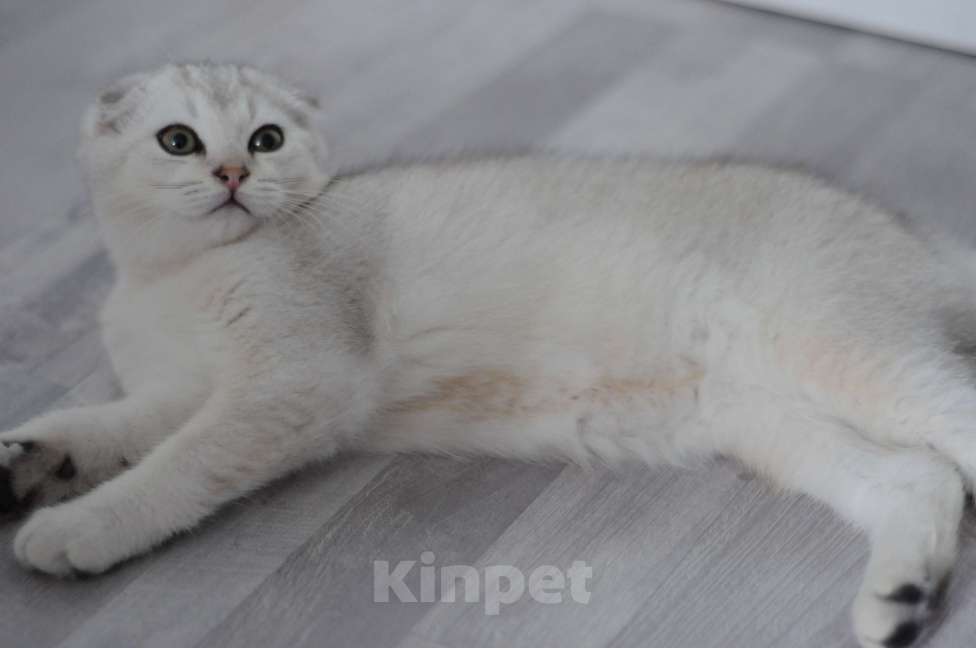 Кошки в Бахчисарае: Продается котик в очень необычной красивой шубке Мальчик, 15 000 руб. - фото 3